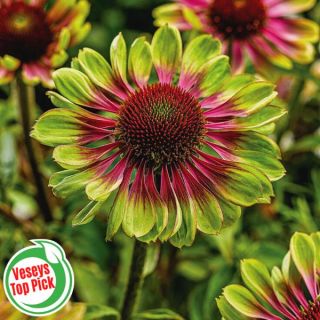 Green Twister Coneflower Thumbnail